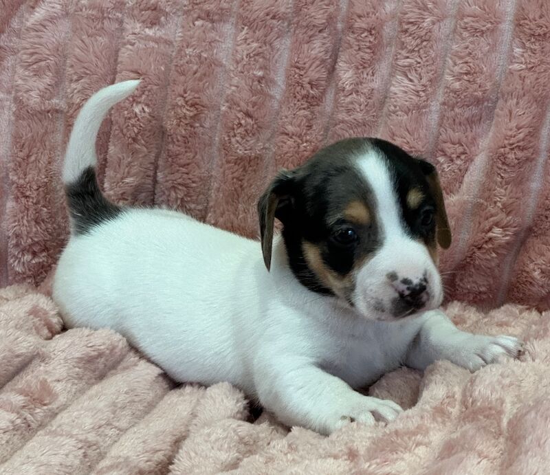 Jack Russell puppies for sale in Faringdon, Oxfordshire – 5 weeks old - Image 10 of 12