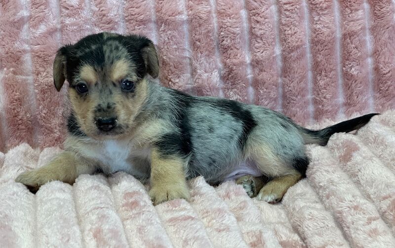 Jack Russell puppies for sale in Faringdon, Oxfordshire – 5 weeks old - Image 11 of 12