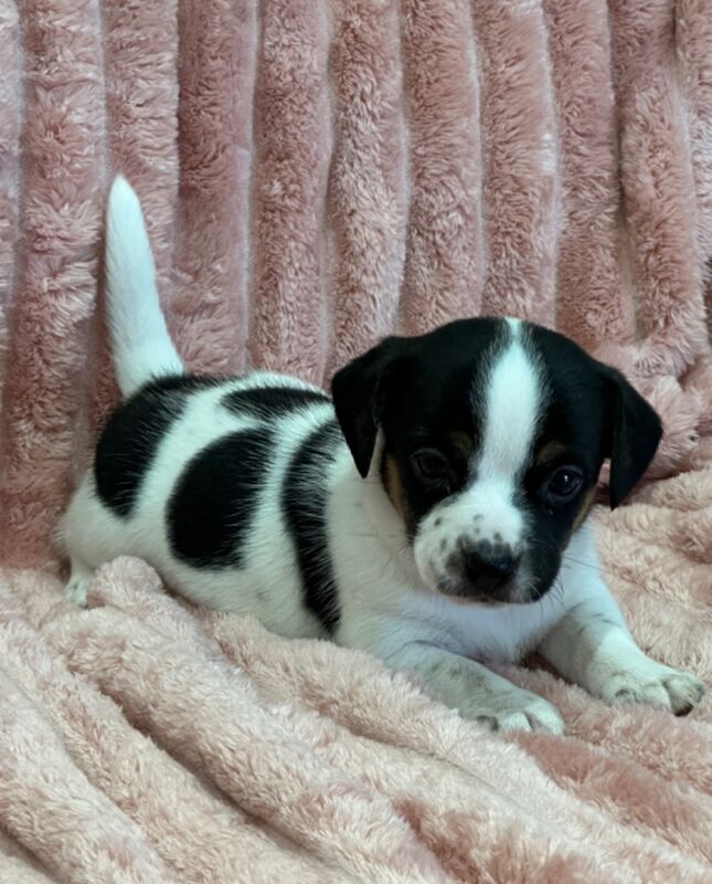 Jack Russell puppies for sale in Faringdon, Oxfordshire – 5 weeks old - Image 12 of 12