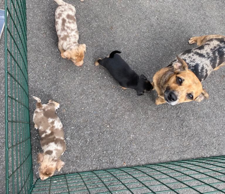 Rainbow Jack Russell Pups 3 Boys Left!!