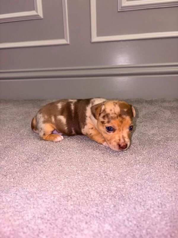 Rainbow Jack Russell Pups 3 Boys Left!! - Image 2 of 5