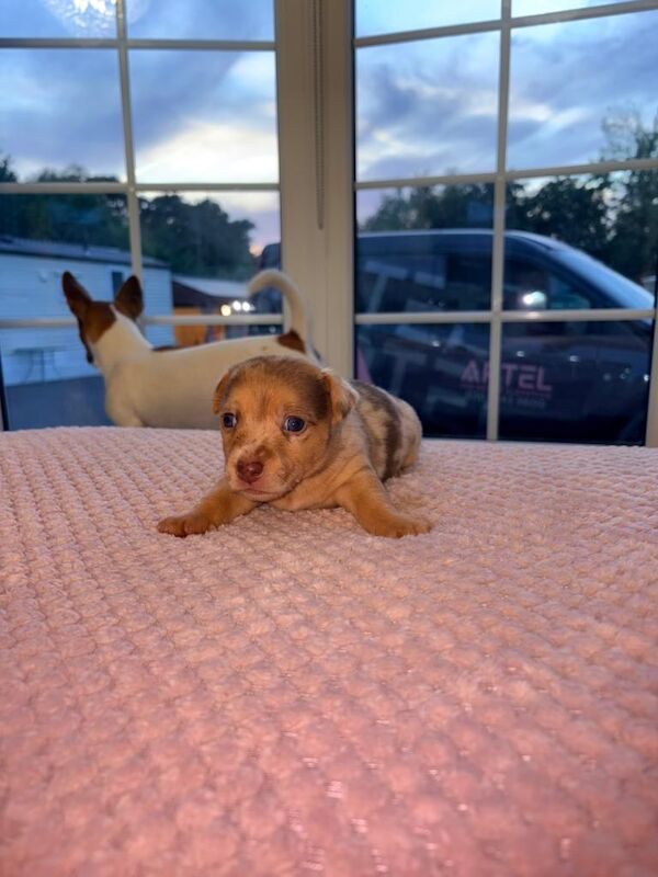 Rainbow Jack Russell Pups 3 Boys Left!! - Image 3 of 5