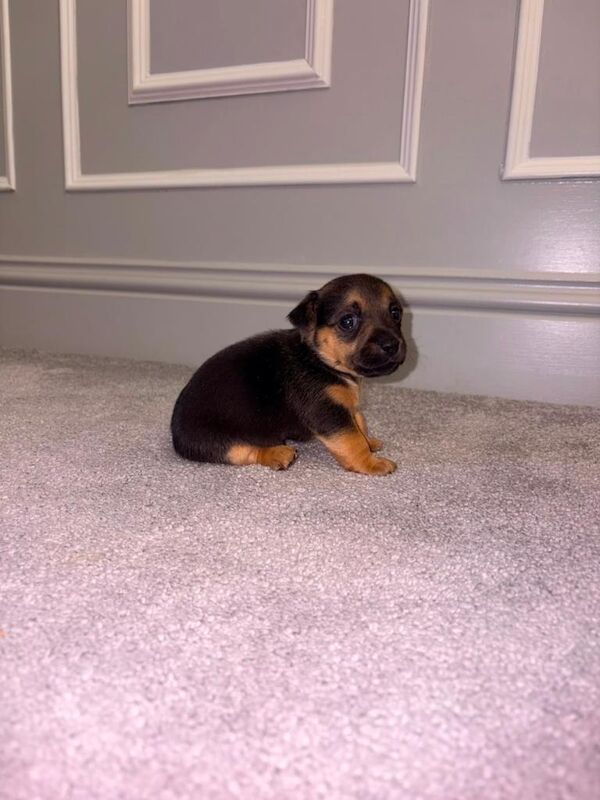 Rainbow Jack Russell Pups 3 Boys Left!! - Image 4 of 5