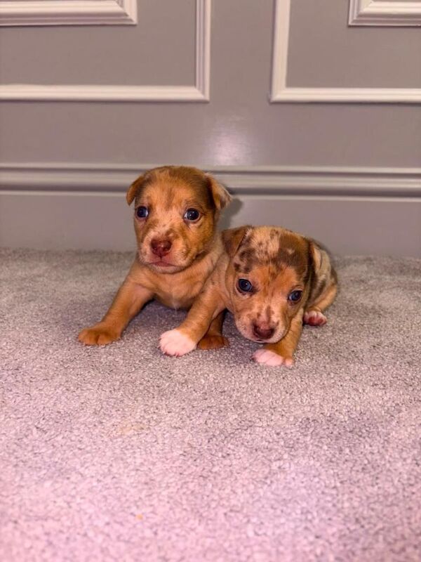 Rainbow Jack Russell Pups 3 Boys Left!! - Image 5 of 5