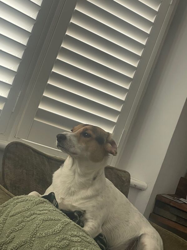 Re homing JRT for sale in Manchester, Greater Manchester