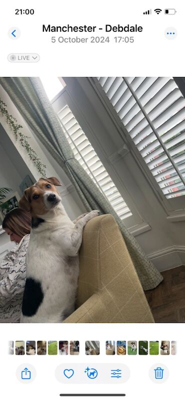 Re homing JRT for sale in Manchester, Greater Manchester | Image 3