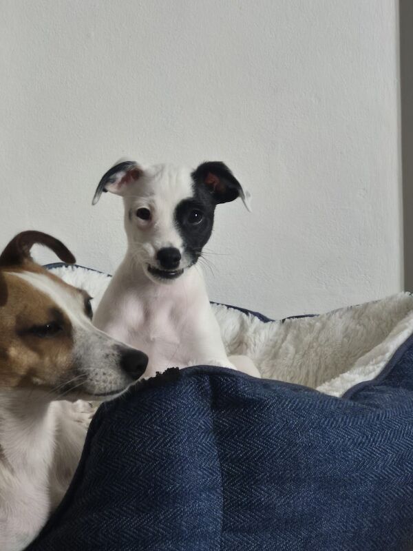 Jack Russell Terrier puppies for sale in NR33 9BU – 10 weeks old - Image 11 of 11