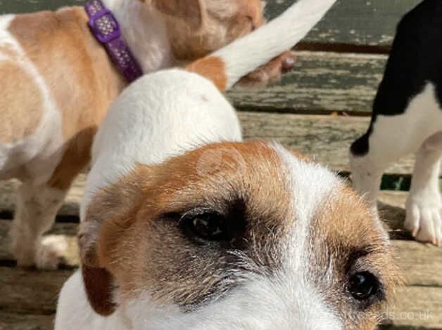 Jack Russell Terrier puppies for sale in Huntingdon, Cambridgeshire – 1 year old - Image 1 of 4