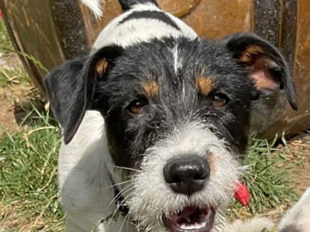 Jack Russell Terrier puppies for sale in Huntingdon, Cambridgeshire – 1 year old - Image 2 of 4