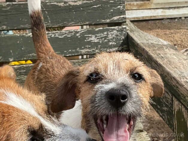Jack Russell Terrier puppies for sale in Huntingdon, Cambridgeshire – 1 year old - Image 3 of 4