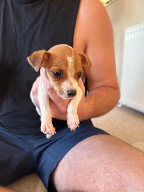 Jack Russell puppies for sale in Wisbech, Cambridgeshire – 8 weeks old