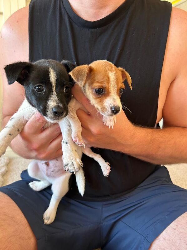 Jack Russell puppies for sale in Wisbech, Cambridgeshire – 8 weeks old - Image 2 of 3