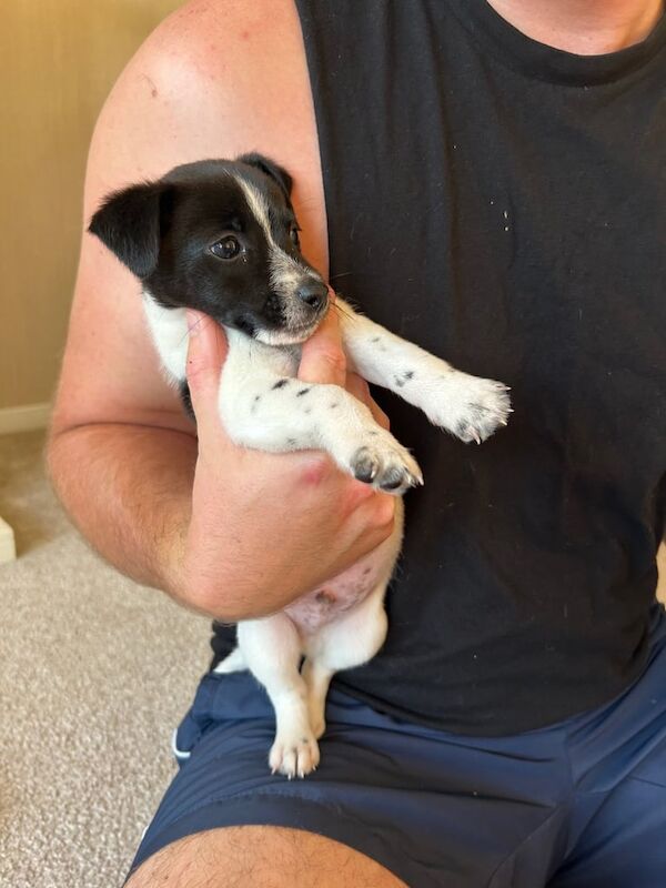Jack Russell puppies for sale in Wisbech, Cambridgeshire – 8 weeks old - Image 3 of 3