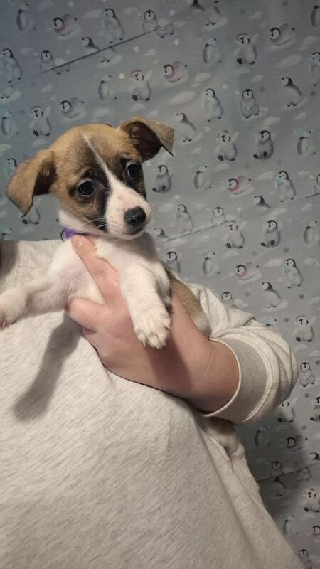 Jack Russell Terrier puppies for sale in Coleford, Gloucestershire – 8 weeks old