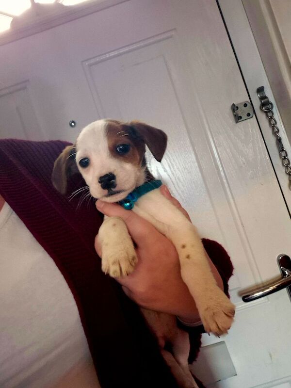 Jack Russell Terrier puppies for sale in Coleford, Gloucestershire – 8 weeks old - Image 2 of 4