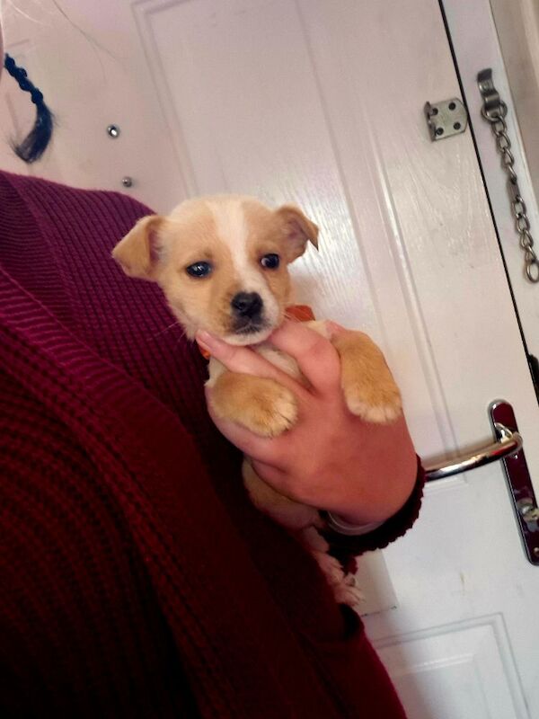 Jack Russell Terrier puppies for sale in Coleford, Gloucestershire – 8 weeks old - Image 3 of 4