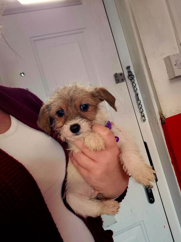 Jack Russell Terrier puppies for sale in Coleford, Gloucestershire – 8 weeks old - Image 4 of 4