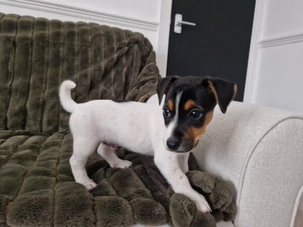 READY TO LEAVE microchipped and vaccinated Jack Russell pups for sale in Wisbech, Cambridgeshire