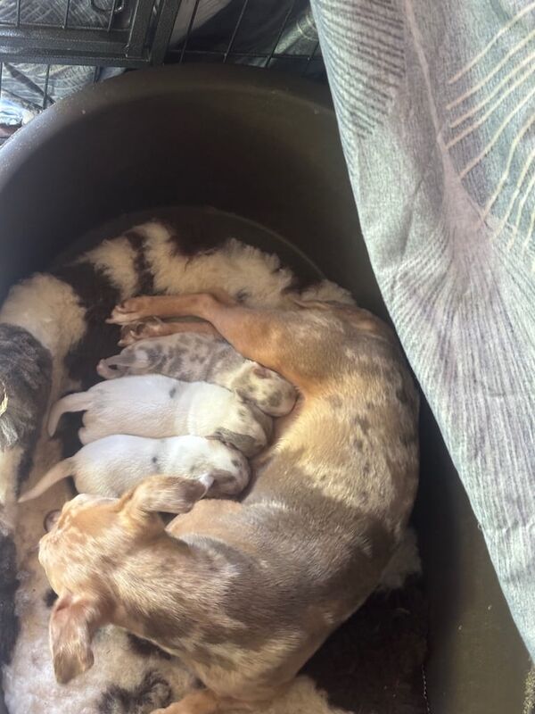 Jack Russell Terrier puppies for sale in Yeovil, Somerset – 9 weeks old