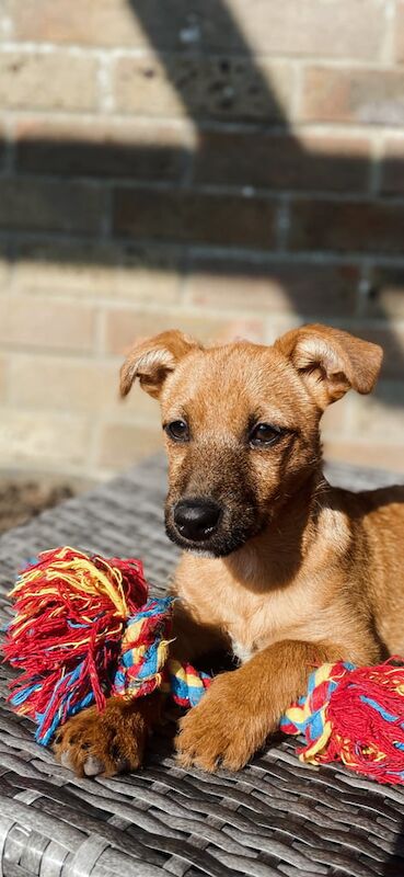 Jack Russell Terrier puppies for sale in Christchurch, Dorset – 2 years old - Image 1 of 3