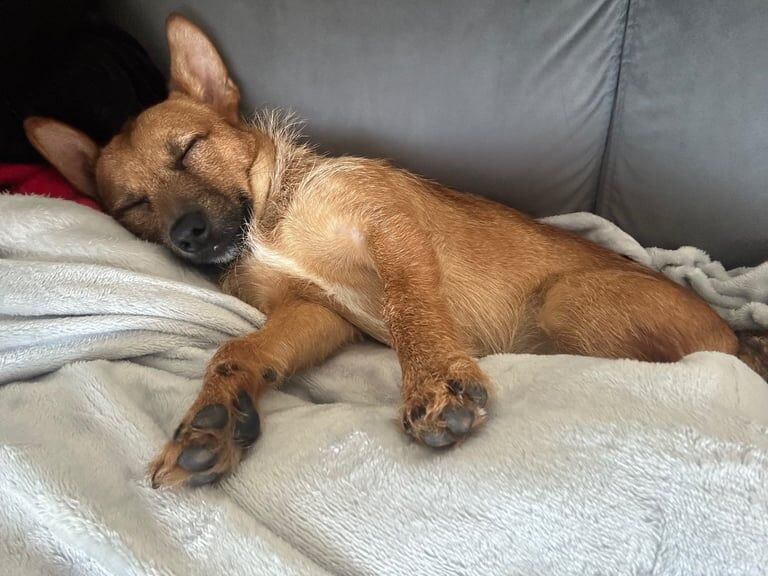 Jack Russell Terrier puppies for sale in Christchurch, Dorset – 2 years old - Image 2 of 3