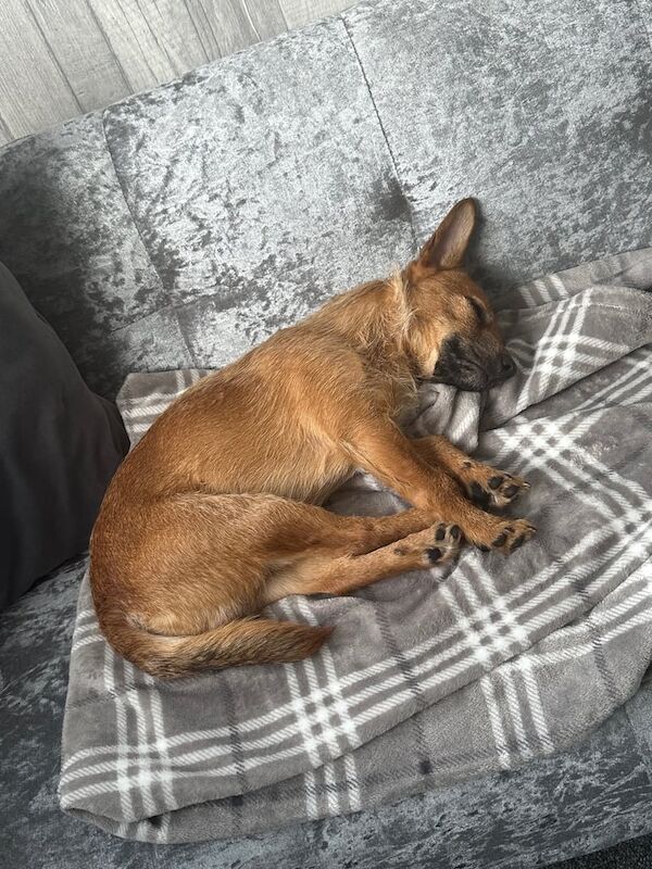 Jack Russell Terrier puppies for sale in Christchurch, Dorset – 2 years old - Image 3 of 3