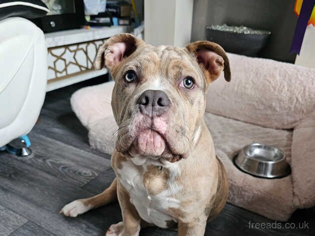 Jack Russell Terrier puppies for sale in Burnley, Lancashire – 1 year old - Image 1 of 5