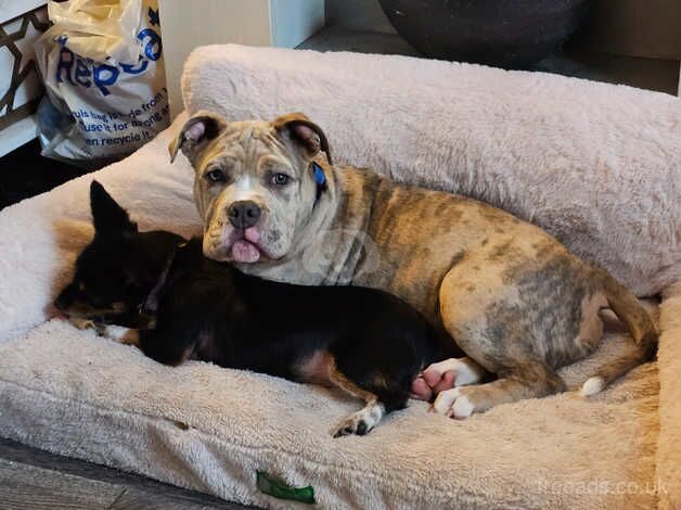 Jack Russell Terrier puppies for sale in Burnley, Lancashire – 1 year old - Image 2 of 5