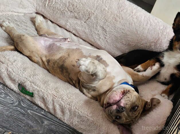 Jack Russell Terrier puppies for sale in Burnley, Lancashire – 1 year old - Image 3 of 5