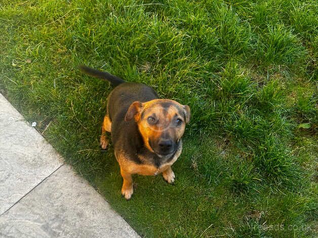 Jack Russell puppies for sale in Nottingham, Nottinghamshire – 3 years old - Image 1 of 4