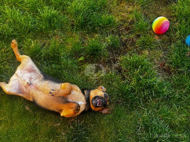 Jack Russell puppies for sale in Nottingham, Nottinghamshire – 3 years old - Image 2 of 4