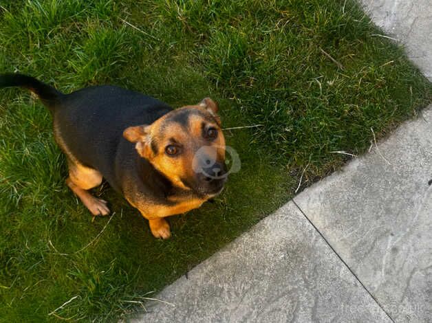 Jack Russell puppies for sale in Nottingham, Nottinghamshire – 3 years old - Image 3 of 4