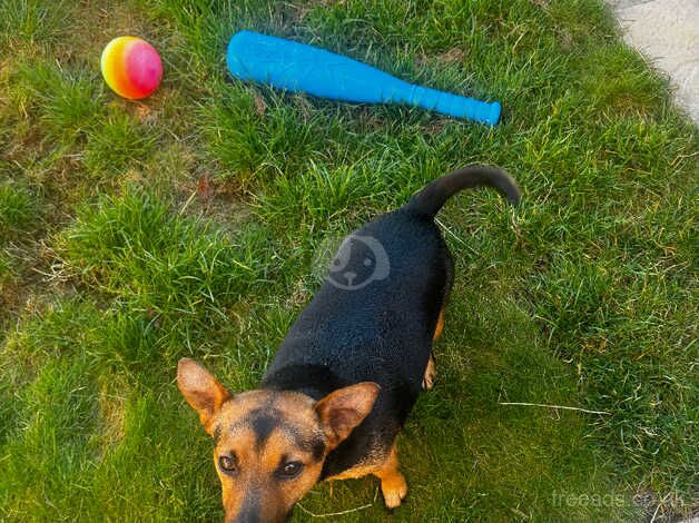 Jack Russell puppies for sale in Nottingham, Nottinghamshire – 3 years old - Image 4 of 4