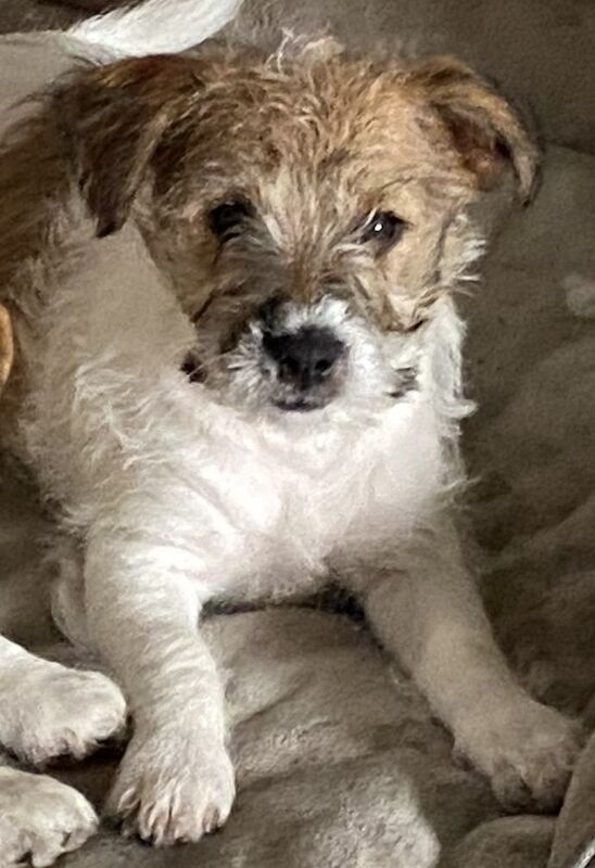 Rough Coated Tri Colour Female Jack Russell