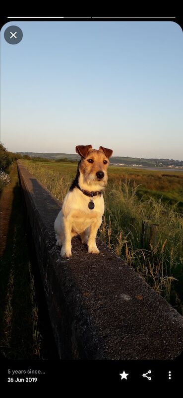 Rough Coated Tri Colour Female Jack Russell - Image 2 of 7