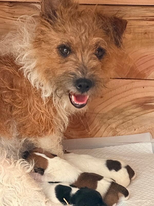 Rough Coated Tri Colour Female Jack Russell - Image 3 of 7