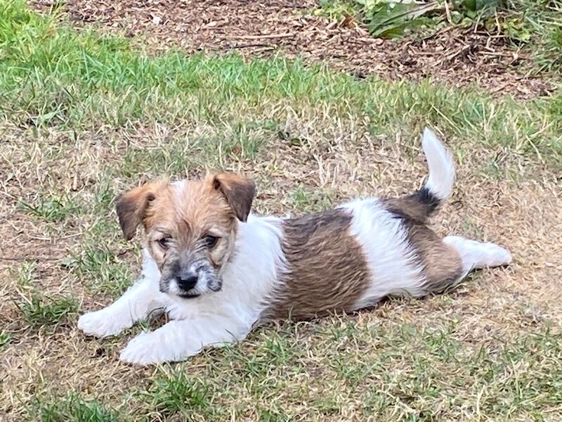 Rough Coated Tri Colour Female Jack Russell - Image 5 of 7