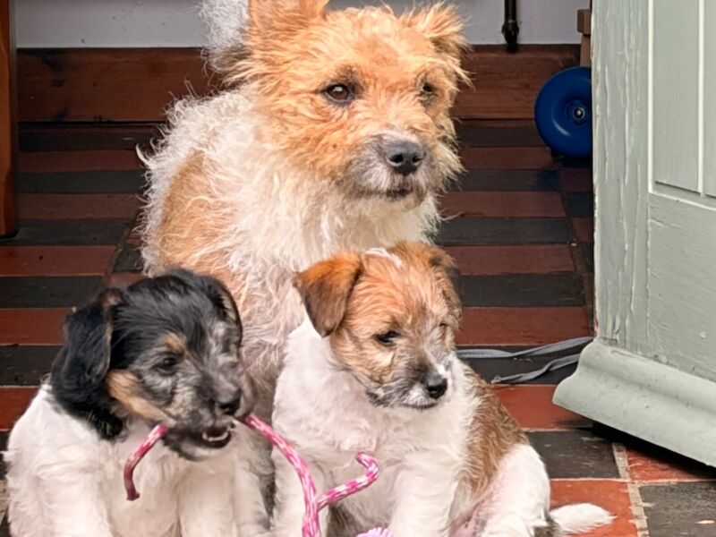 Rough Coated Tri Colour Female Jack Russell - Image 6 of 7
