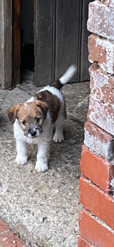 Rough Coated Tri Colour Female Jack Russell - Image 7 of 7