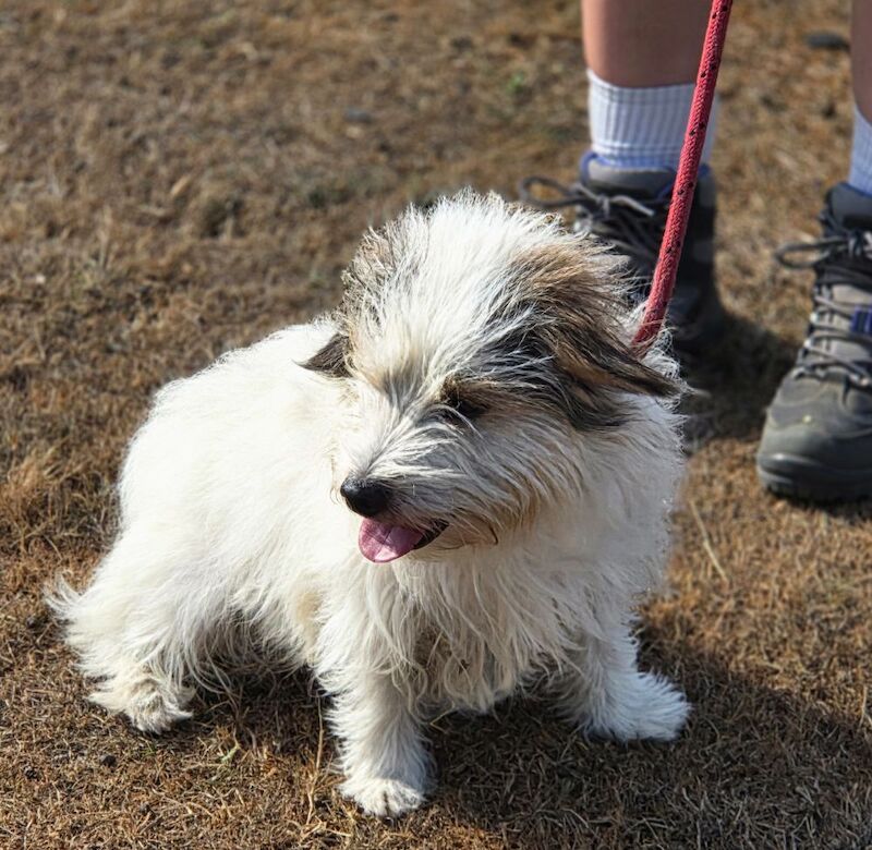 Rough haired Jack russell