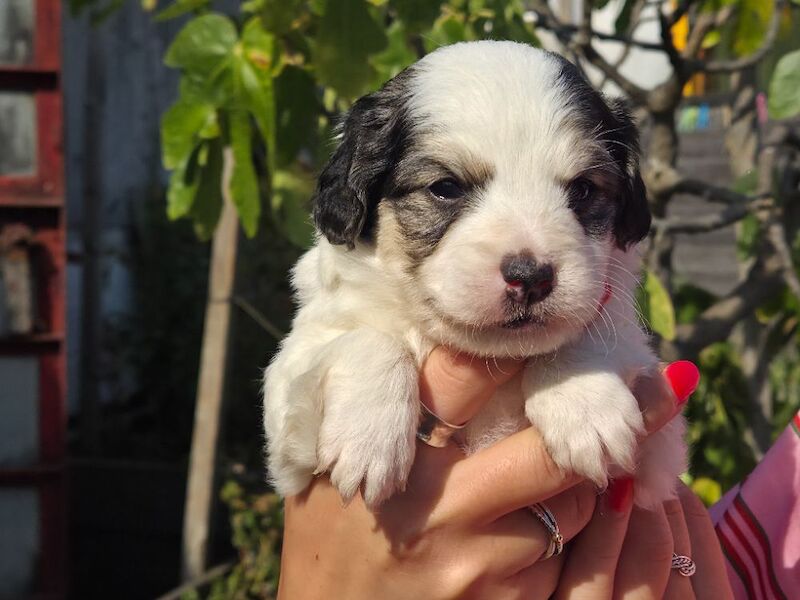 Rough haired Jack russell - Image 3 of 6