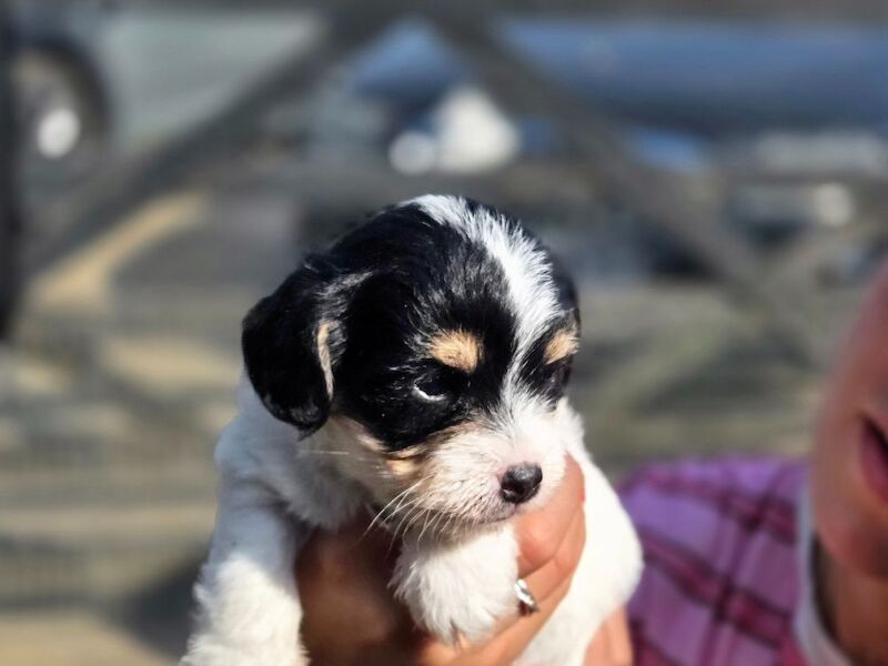 Rough haired Jack russell - Image 5 of 6