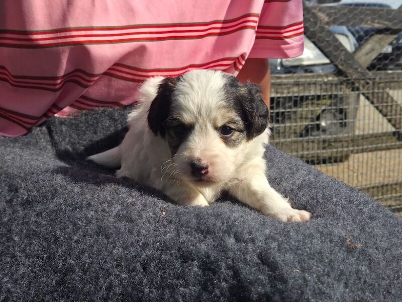 Rough haired Jack russell - Image 6 of 6