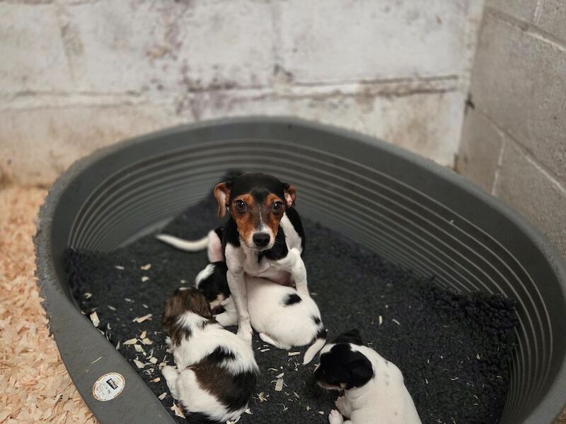 Rough haired jack russell pups for ssle - Image 2 of 15