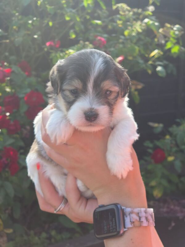 Rough haired jack russell pups for ssle - Image 3 of 15