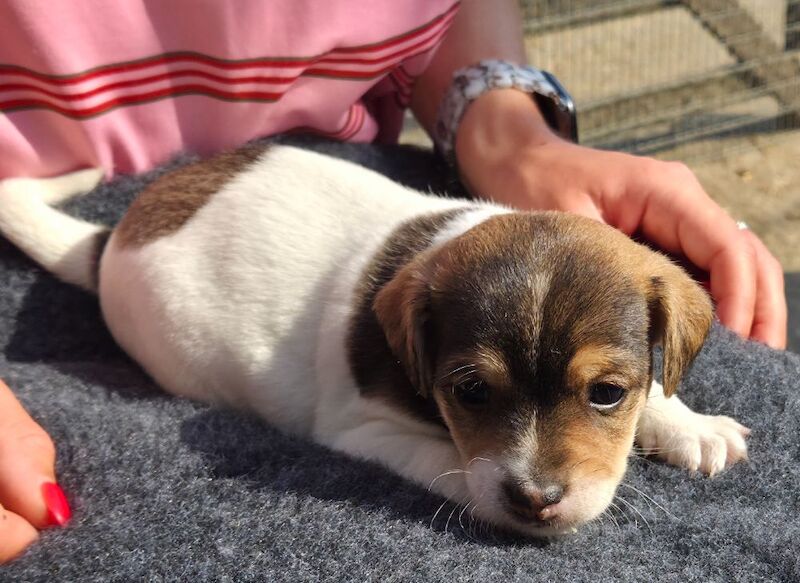 Rough haired jack russell pups for ssle - Image 4 of 15