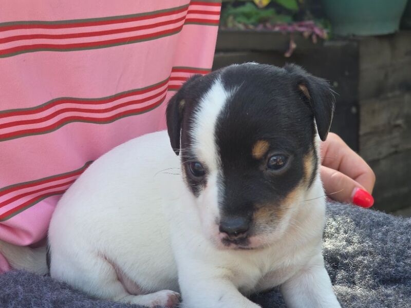 Rough haired jack russell pups for ssle - Image 5 of 15