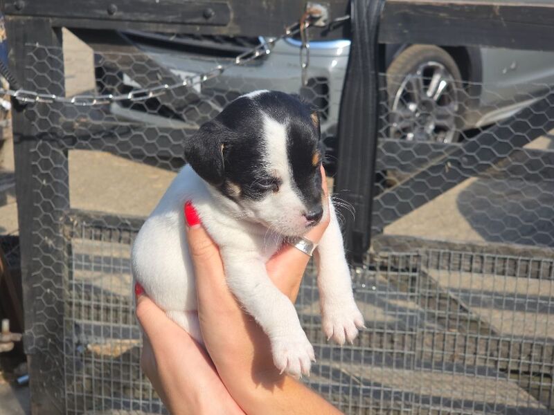 Rough haired jack russell pups for ssle - Image 6 of 15