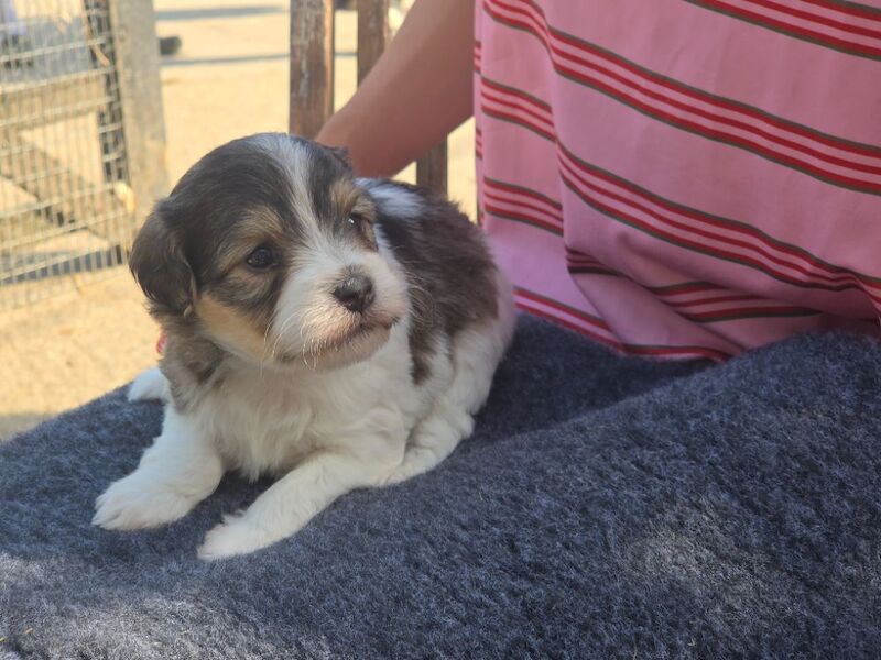 Rough haired jack russell pups for ssle - Image 7 of 15