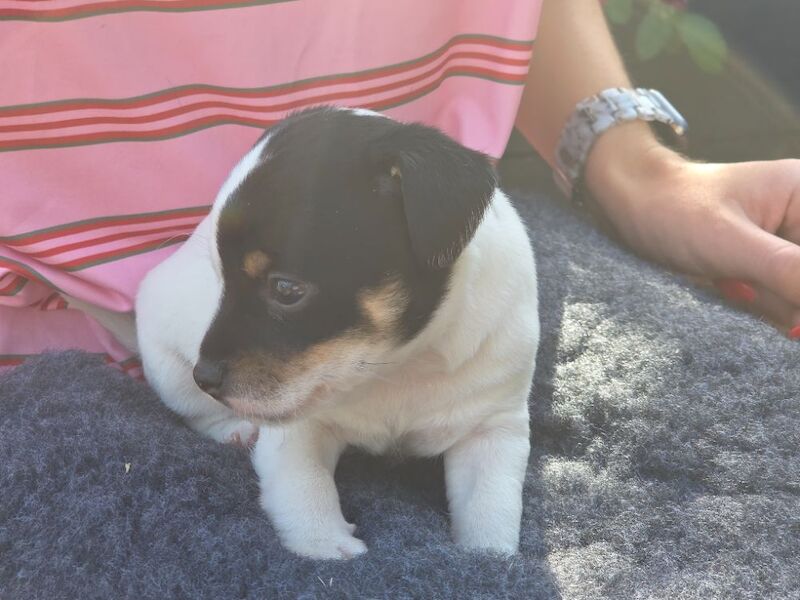 Rough haired jack russell pups for ssle - Image 8 of 15